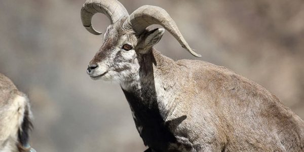 Blue Sheep or Bharal