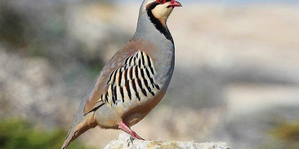 Chukar Partridge