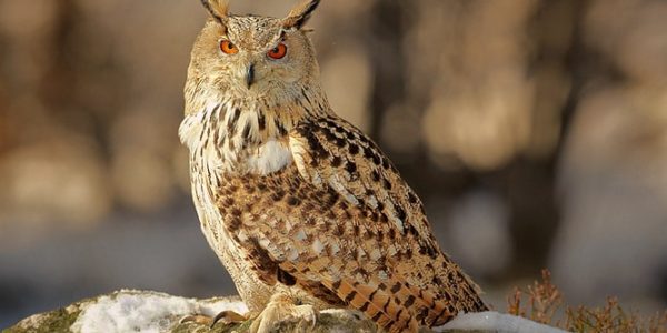 Eurasian Eagle Owl or Ugpa