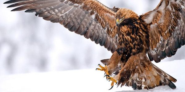 Gyaplak or Golden Eagle