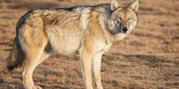 Tibetan Wolf