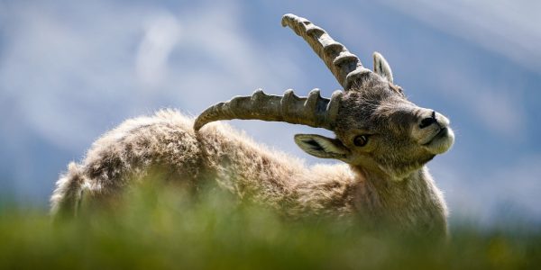 Ibex