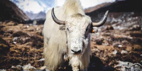 Himalayan Yak