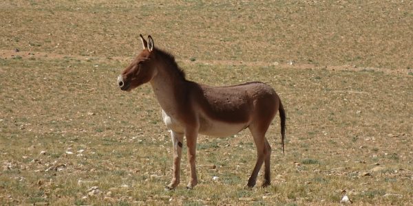 Kiang Animal