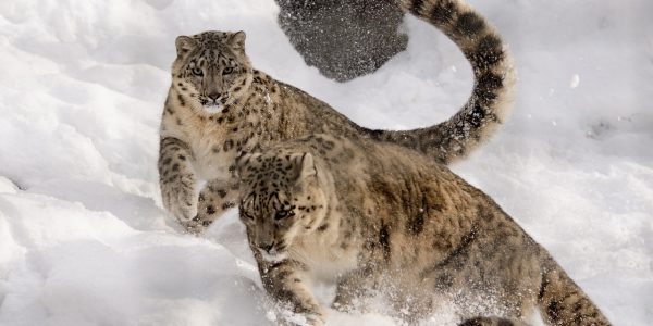 Snow leopard